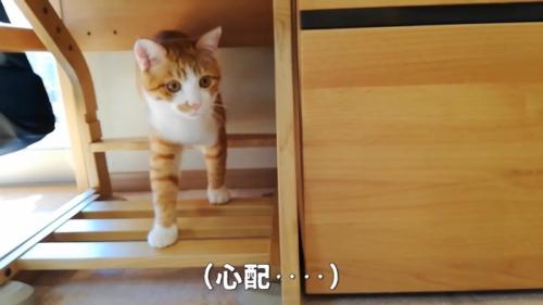 家具の上を歩く猫