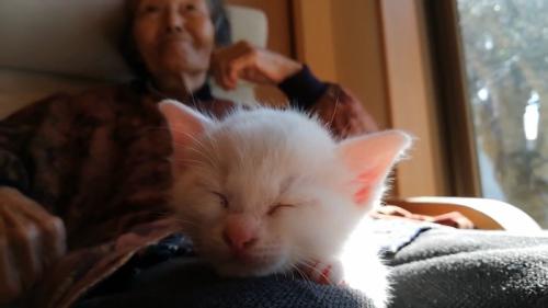 寝ている子猫