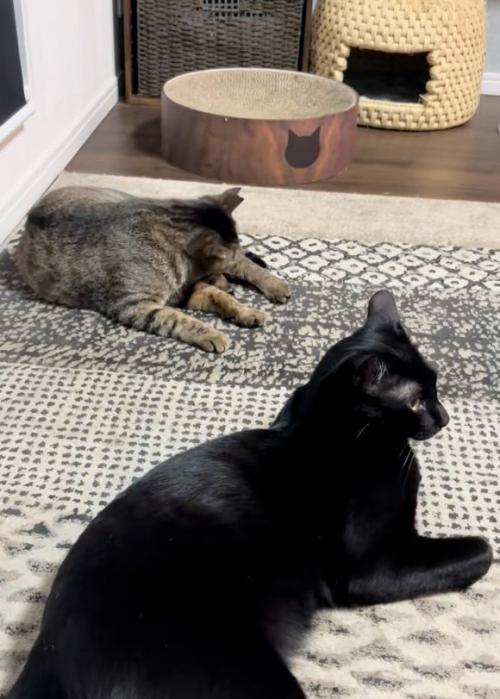 毛繕いする猫