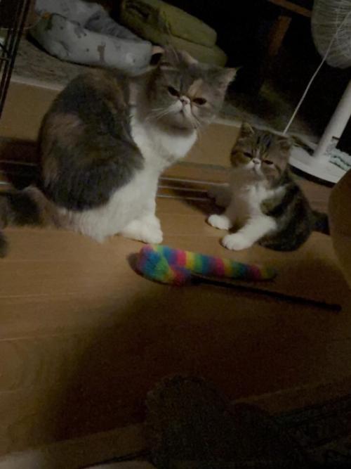 並んで座る2匹の猫