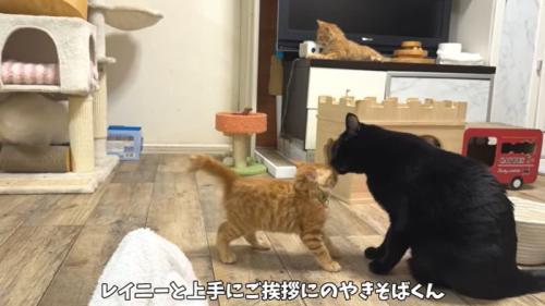 レイニーにご挨拶