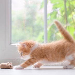 猫が楽しく遊べる『0円オモチャ』4つ　手作りするときのコツから安全面の注意点まで