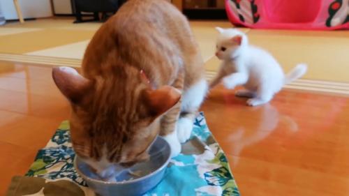 ごはんを食べている猫をパンチする赤ちゃん猫