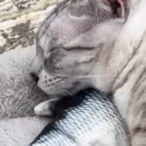 魚のおもちゃを『枕』にして『眠る猫』を見ていると……『驚きの光景』に爆笑の声「二度見してしまったｗ」「寝れるのすごいｗ」と15万再生
