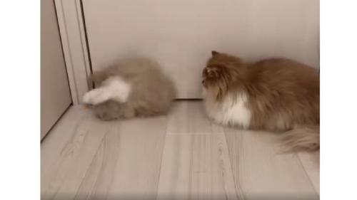 ドアの前の猫たち