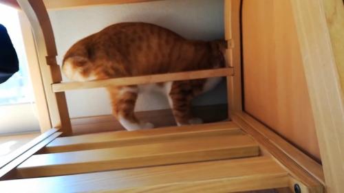 家具の裏を見ている猫