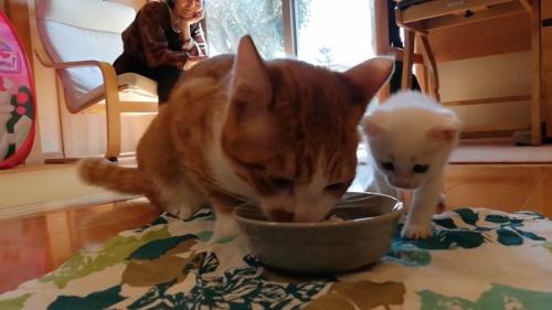 子猫が食べているごはんが気になる赤ちゃん猫
