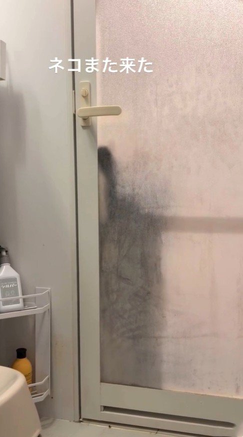 浴室の前にやって来た猫