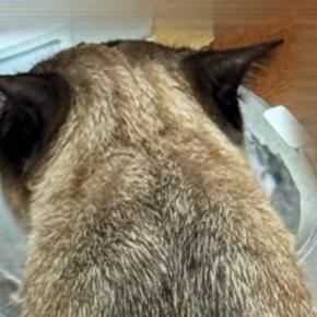 『おっさんの後頭部かと思った』友人に『猫』を見せた結果…まさかの展開に爆笑する人が続出「見え…たｗ」「想像以上に後頭部ｗ」と１万いいね