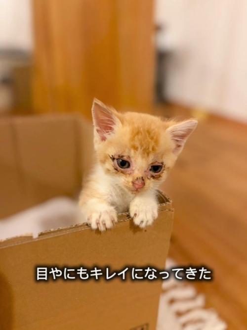 箱から顔を出す子猫