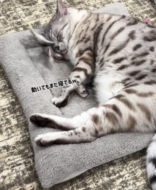 動くおもちゃの上に頭を乗せて眠る猫