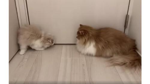 ドアの前の猫たち