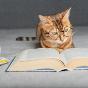 『頭のいい猫』が持っている4つの特徴　見られがちな行動から賢く育てるコツまで