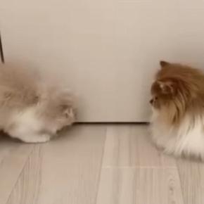 廊下の隅にいた『子猫と先輩猫』→子猫が『体を丸めた』次の瞬間…驚きの行動に「初めて見たｗ」「大技を会得しててすごい」と反響
