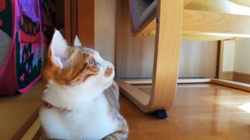 見上げる子猫