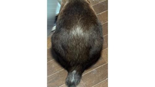 猫の背中