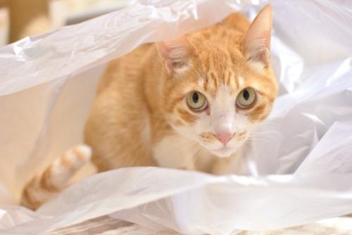 猫とレジ袋