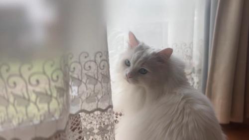 長毛猫の顔