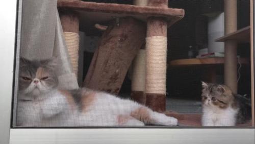 窓際にいる2匹の猫