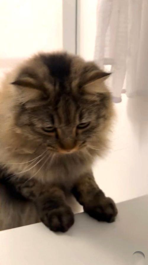 浴槽の縁(へり)に上る猫