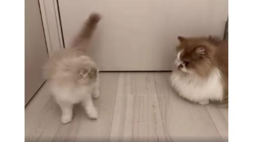 ドアの前の猫たち
