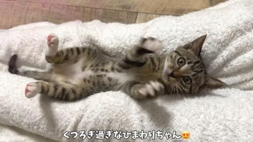 へそ天ひまわりちゃん2