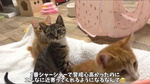 元気いっぱい子猫たち2