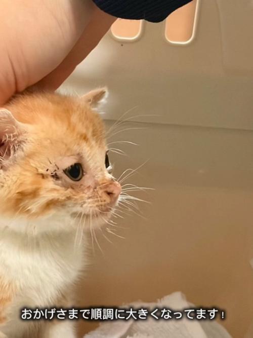 子猫の横顔