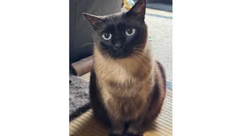 室内にいる猫