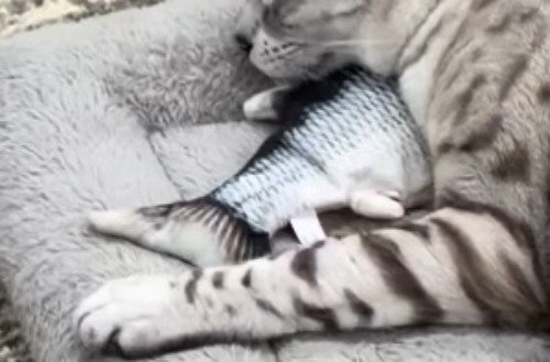 猫の頭の下に敷かれたおもちゃ