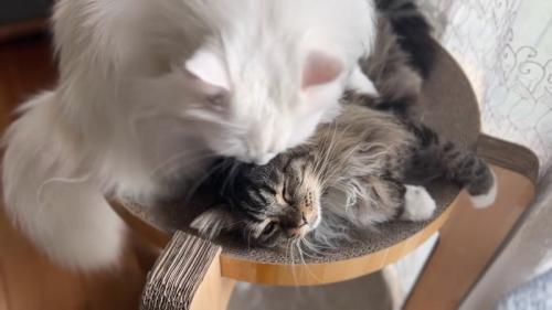 キジトラ猫をなめる白猫