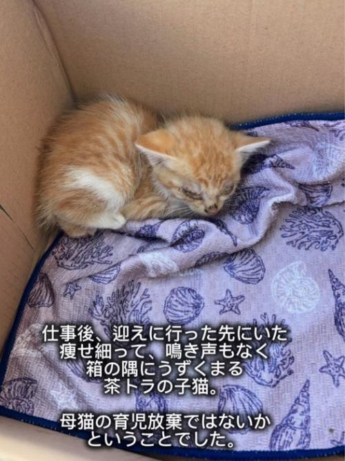 箱の隅にいる子猫