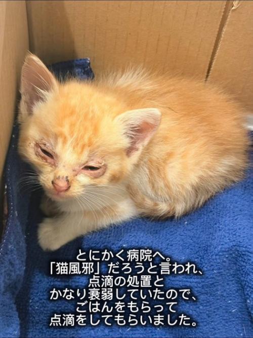 目が炎症を起こしている子猫