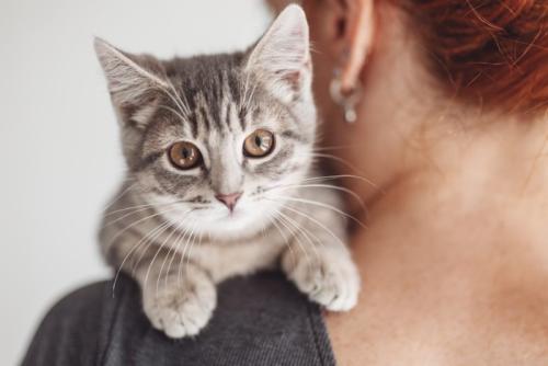 肩越しに正面を見つめている子猫