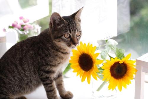 仔猫とひまわり