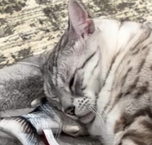目を少しだけ開く猫