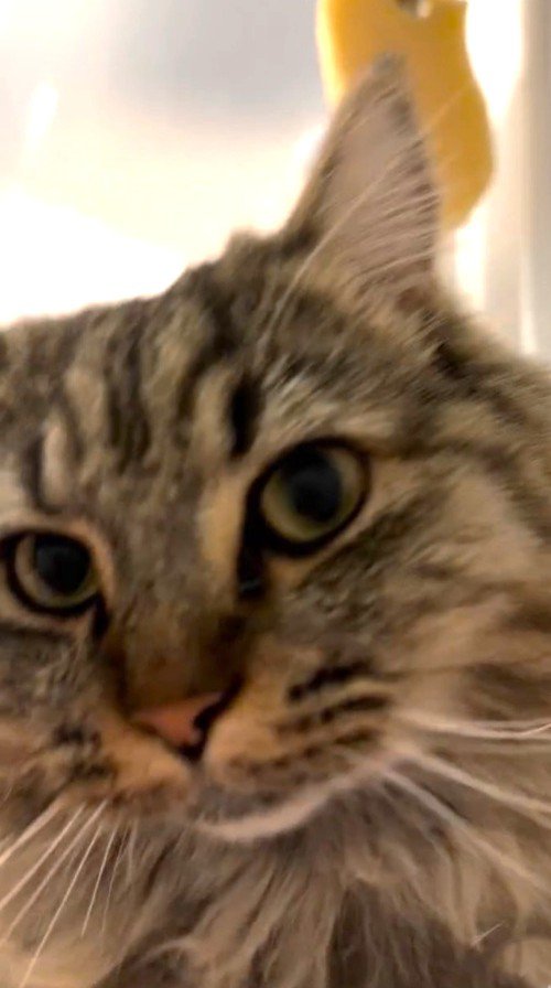 飼い主さんを見つめる猫