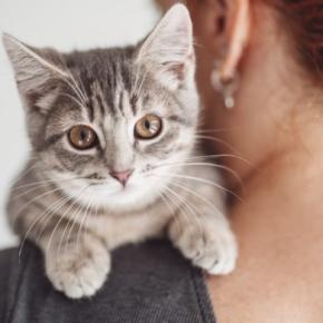 猫と暮らしてから気付く『理想と現実』のギャップ4選　想像以上に大変？飼う前に備えておくべき心得