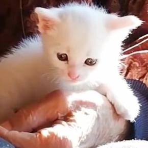 元気に遊ぶ赤ちゃん猫→『おばあちゃんの膝の上』に向かうと……ほっこりする光景に「なんて優しい世界」「可愛くて仕方がない」と反響