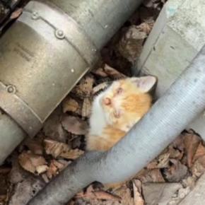 子供から『すごく弱っている子猫がいる』と連絡→保護した結果…涙あふれる光景に「本当にありがとう」「ひとりでは生きられなかったと思う」