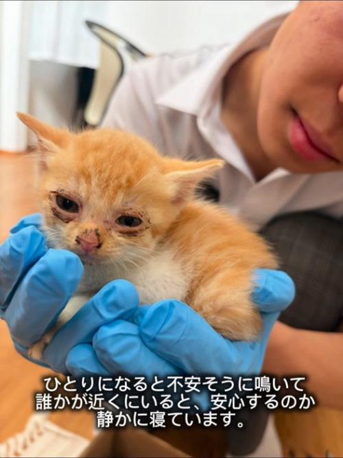 手のひらに乗る子猫