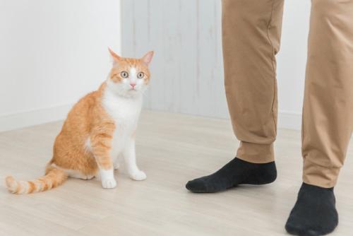 人の足元で驚いた顔をしている猫
