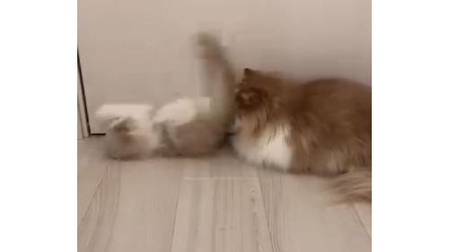 ドアの前の猫たち
