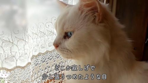 猫の横顔