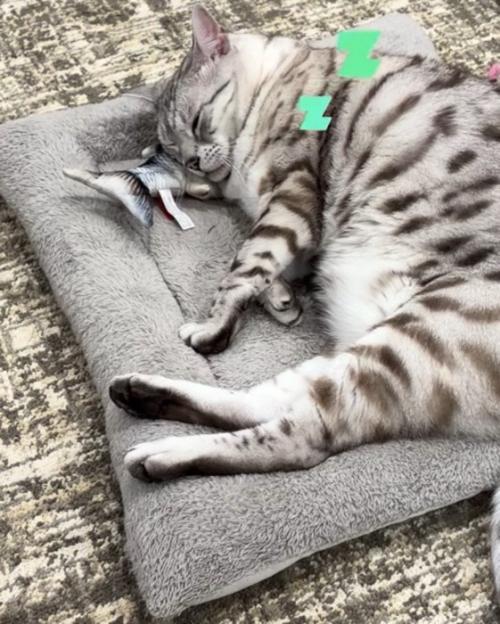 再び目を閉じて眠る猫