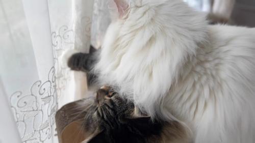 キジトラ猫とプロレスする白猫