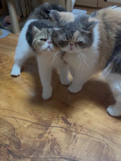 寄り添う2匹の猫