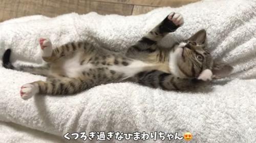 へそ天ひまわりちゃん