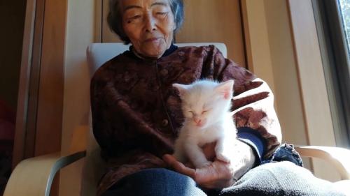 おばあちゃんの手に乗る子猫