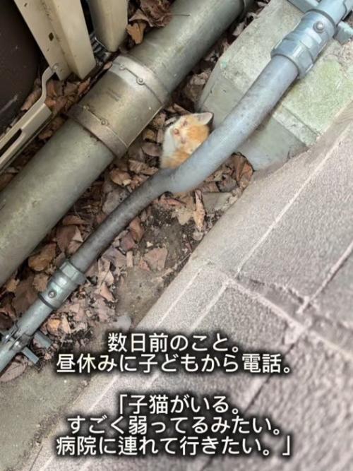 配管の隙間にいる子猫